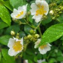 소로3-36 | 자기 신뢰(랄프 왈도 에머슨), 인생의 모든 답은 내 안에 있다