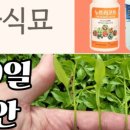 칠월애 이미지