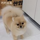 카카오독 네이버블로그