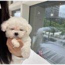 포더독스 강아지 강서 마곡점 이미지