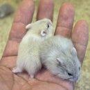 펫엔글라이더본점 이미지