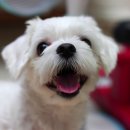 가양동물의료센터 이미지