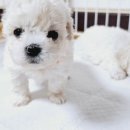 퍼피루시드 이미지