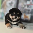 시바견분양.kr 이미지