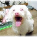 신비코 이미지
