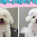 애니테티카 이미지