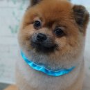 위드퍼피 애견미용실 이미지