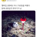 가로등집 이미지