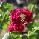 말라이카 이미지