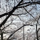 2호선 중동역 | 실시간 부산 벚꽃명소 달맞이길 개화율 45%, 주차 지옥 피하는 중동역 뚜벅이 코스 (ft. 야속한 미세먼지)