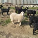 다모아농장 이미지