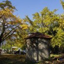 온세상을 노랗게 물들인 노란 은행나무 단풍축제 신경섭고택과 은행나무 아래에서 펼쳐지는 장현리 은행마을 이미지