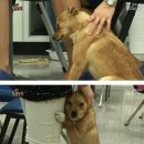 동물농장 이미지