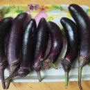 사남매농장2 이미지