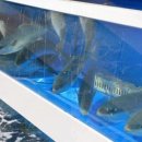 추억횟집 이미지