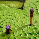 낙동강관리본부 화명생태공원 4 이미지