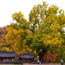 (주)은행나무 이미지