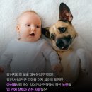 강아지 침 속의 세균이 인간 건강에 미치는 영향 이미지