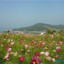 청산도 이미지