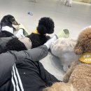 안녕, 강아지 | 강아지 없이도 갈 수 있는 강아지 카페 하남 미사 '안녕강아지' 방문 후기
