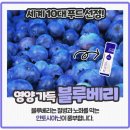 백세몰 이미지