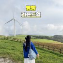 평창 가볼만한곳 8월 평창 양떼목장 삼양목장 라운드힐 추천