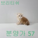 먼치킨 나폴레옹이랑 브리티쉬(롱&amp;숏) 랙돌 폴드아이들 보고 가세요~ 빵실빵실~ 이미지