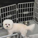 위드 | 광주 신가동 미용실 셋팅펌 잘하는 살롱드 위드 후기