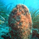 바다냥이네 이미지