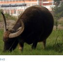 신사양반 이미지