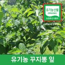 새만금유기농꾸지뽕 이미지