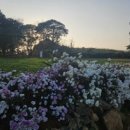 일월홍어촌 이미지