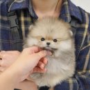 부산강아지분양 테디럽 명지본점 이미지