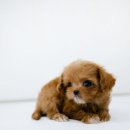 스타일독앤캣 강아지고양이 경기광주점 이미지