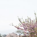 제주의사계 이미지