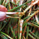 채수면 농장 이미지