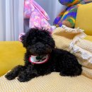 그루밍154 이미지