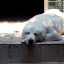 아지오(AGIO) 이미지