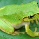 청개구리 이미지