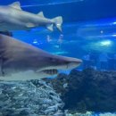 선흘초옥 이미지