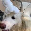 해들유치원 | 인천 계양/김포 반려견유치원 : [버블독스 데이케어 김포공항점] 등원 후기(픽드랍, 무료산책)