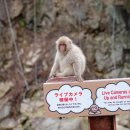 오부세