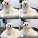 미스터브리더 이미지