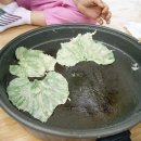 숲마을농원 Daum카페