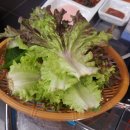 김파삼95 이미지