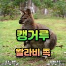 캥거루