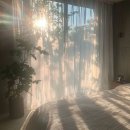 B Light(비라이트) | [시스올로지] Hold The Light 향수 체험단 후기 – 향이 진화하는 순간을 경험하다