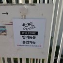 가본카페 | 대구 길로이 앞산 애견동반카페 가본 내돈내산 솔직후기