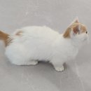 설렘고양이카페 이미지