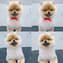 핑크펫샵 이미지